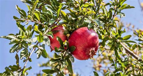  The Pigeon and the Pomegranate Tree: A Timeless Tale of Ingenuity and Deception